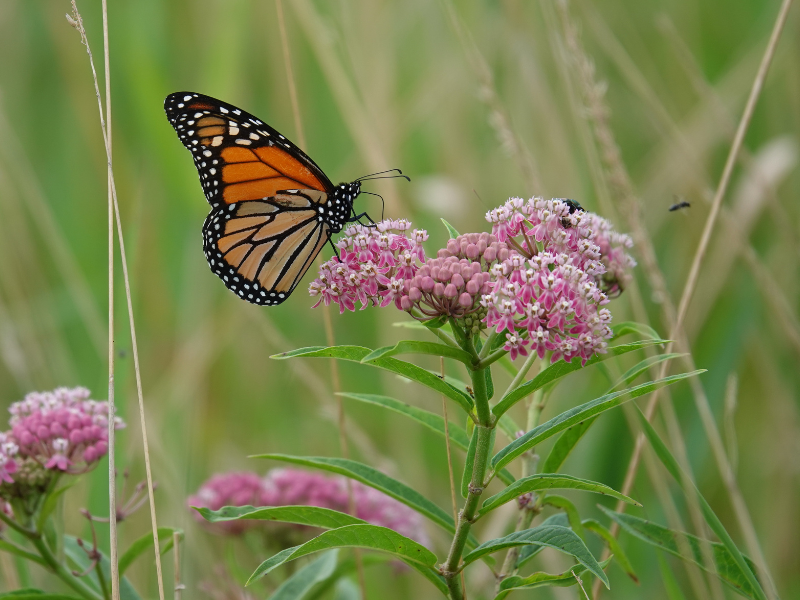 How to Grow: Pollinator Garden Planning — Solana Center for Environmental Innovation