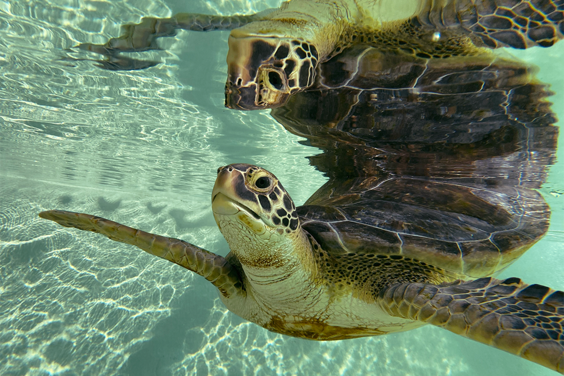 Sea Turtle Presentation