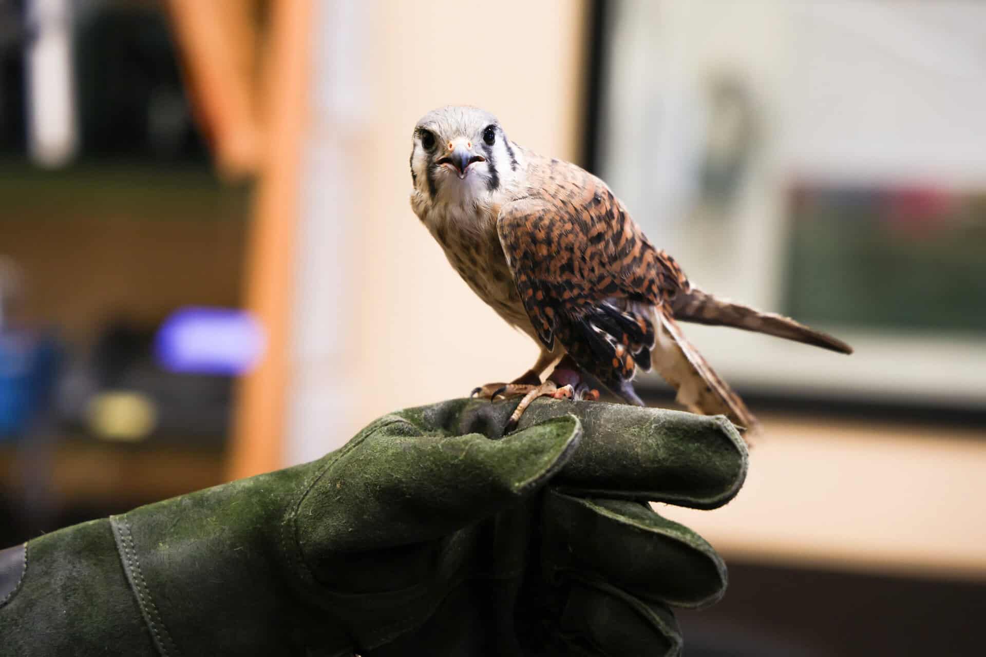 Lunch with a Raptor and Project Wildlife: Coexisting with Wildlife
