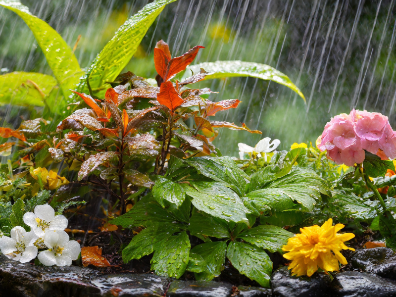 Gardening Practices that Save Water Workshop — Solana Center for Environmental Innovation