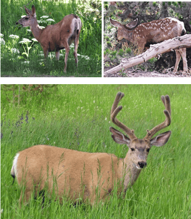 REINDEER HERE? NO, MULE DEER!