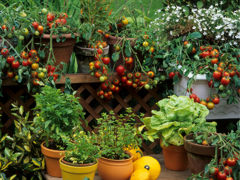 How to Grow: Gardens in Small Spaces — Solana Center for Environmental Innovation