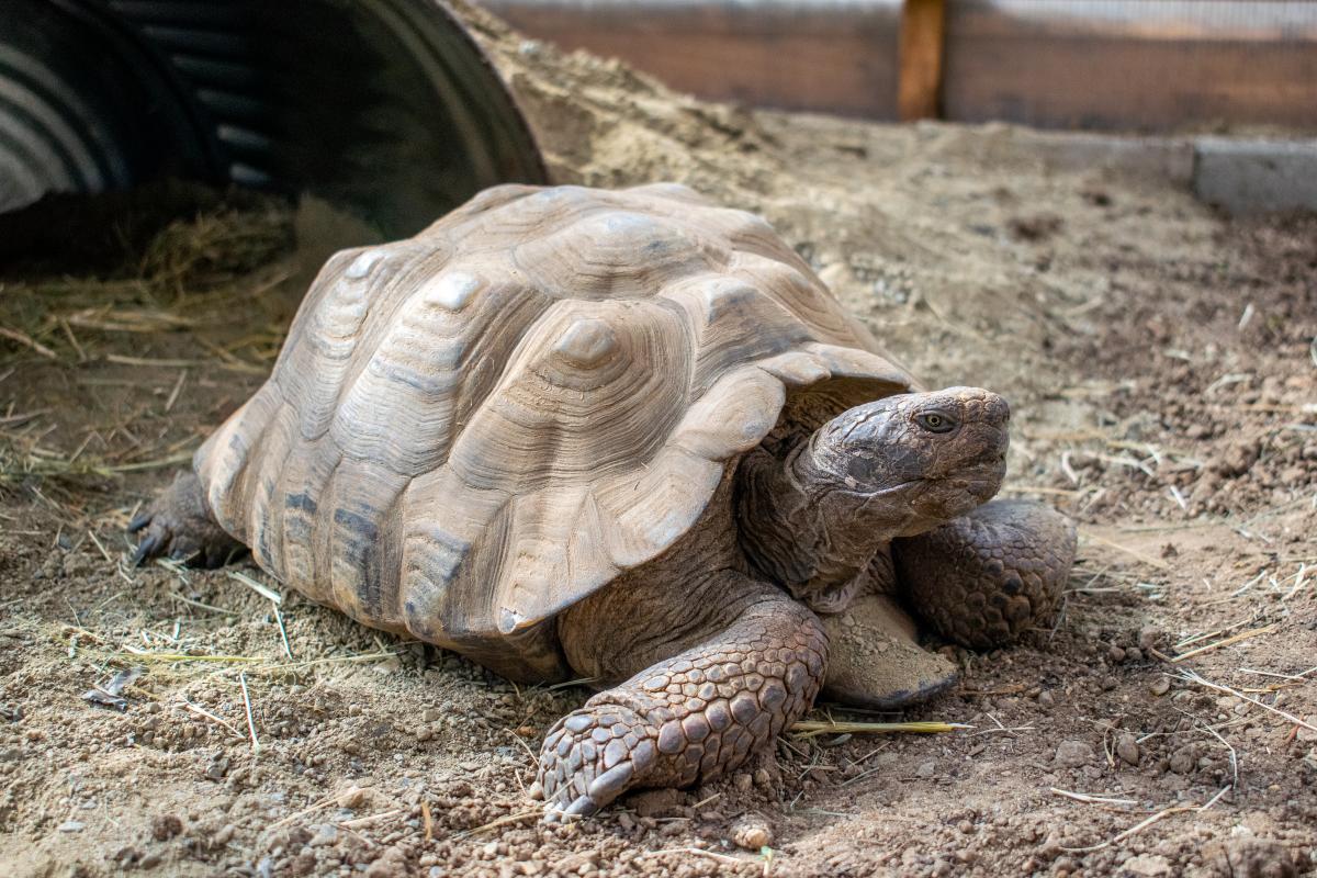 Tortoise Talk