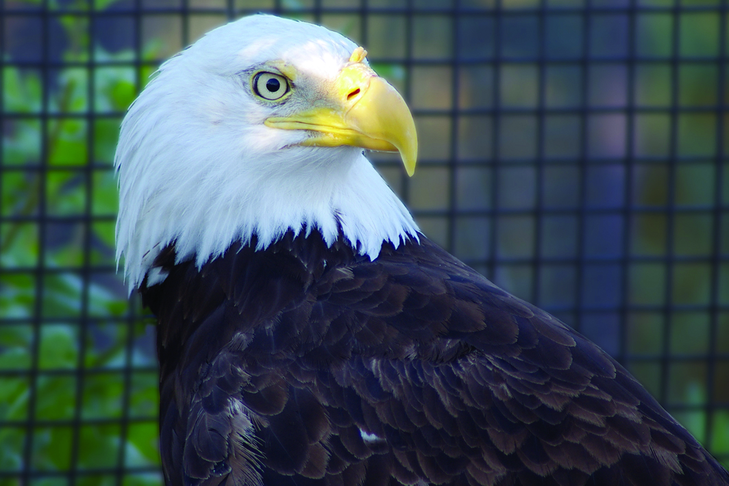 Eagle Presentation