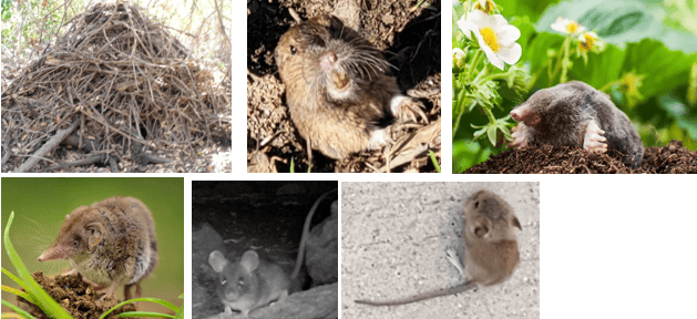 THE WONDROUS WOODRAT! … MICE & MOLES, SHREWS & VOLES & GOPHERS IN HOLES!