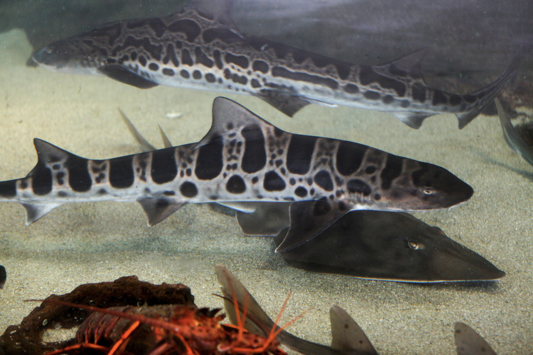 Shark & Ray Presentation