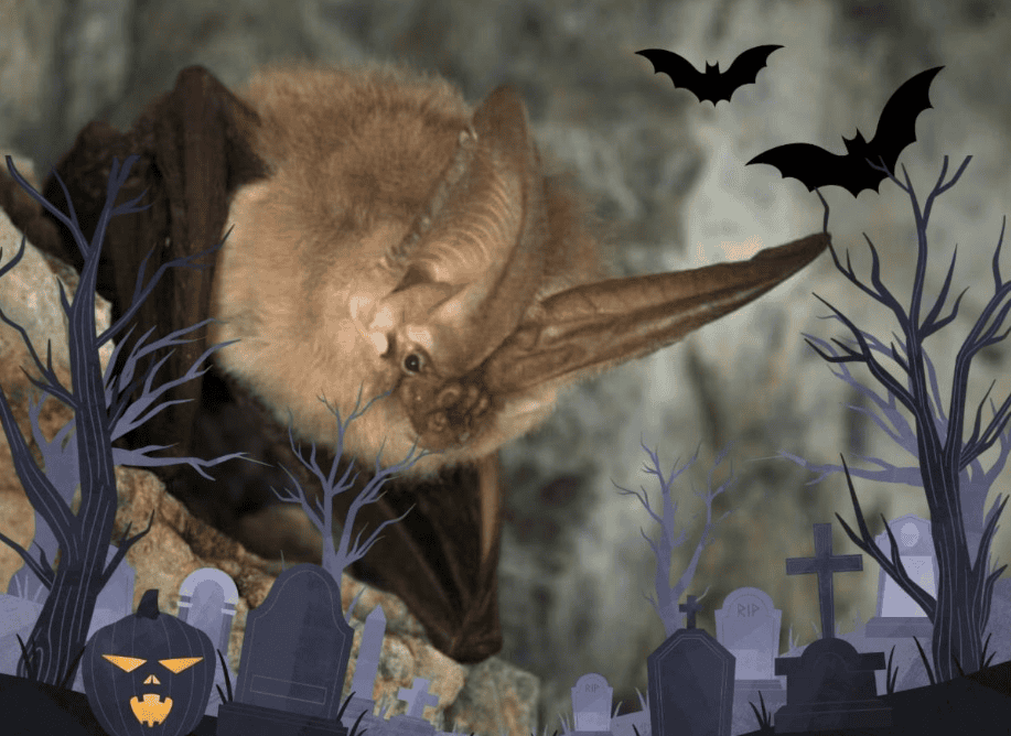 Halloween Edition Nature Nights: Bat Walk and Moths 10/3/26