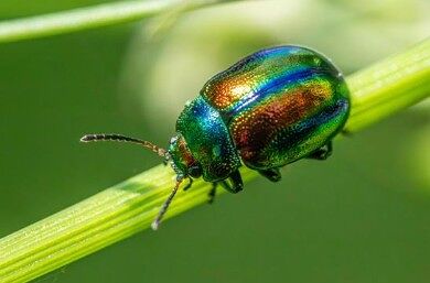 Creekside Critters: Interesting Insects