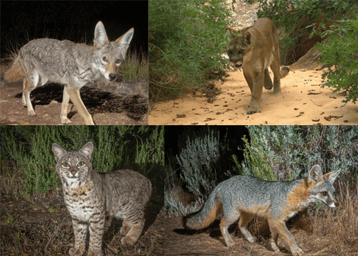 LIONS, COYOTES & BOBCATS, OH MY!  & one more… GRAY FOX!