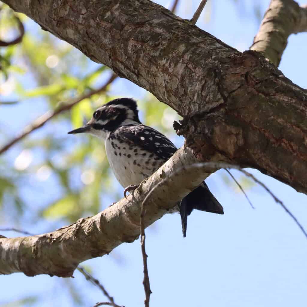Bird Walk at Grant Park