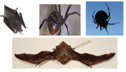 BEASTLY BATS & SPOOKY SPIDERS!