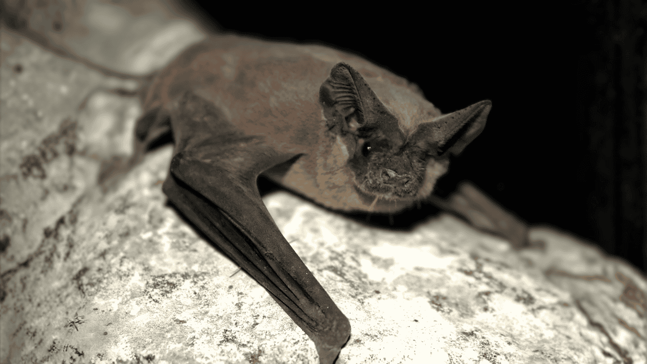 Nature Nights: Bat Walk and Moths 9/12/26