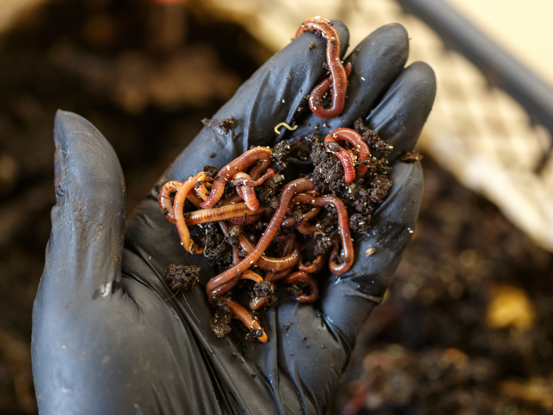 In-Ground Composting With Worms Workshop — Solana Center for Environmental Innovation