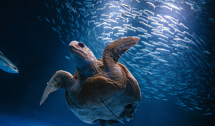 Celebrate TWOW with Birch Aquarium!